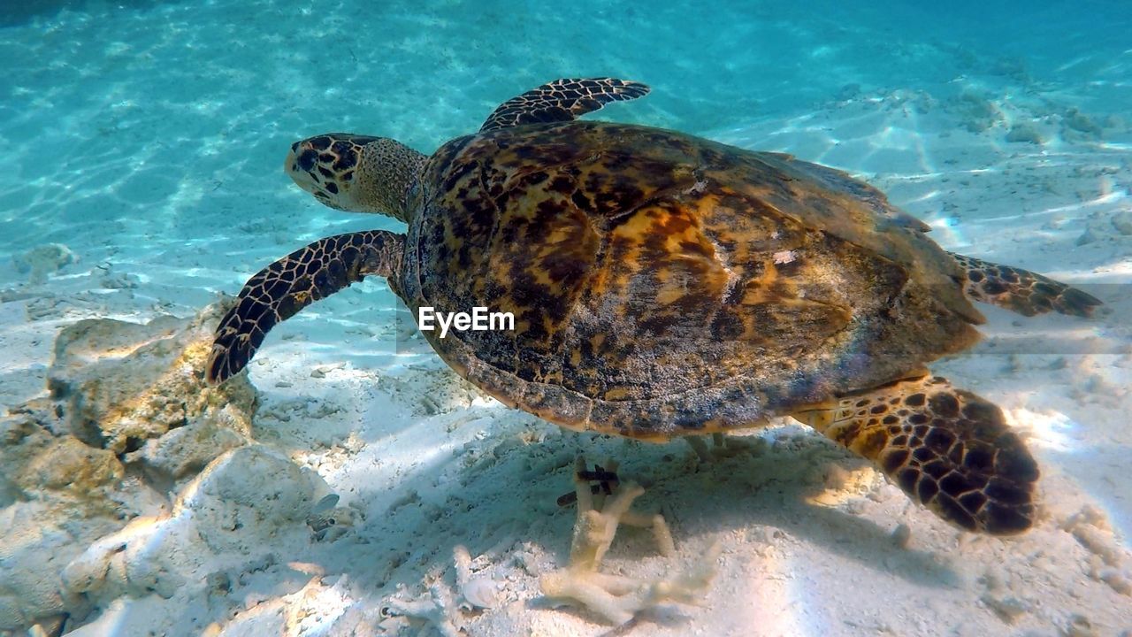 High angle view of turtle swimming in sea