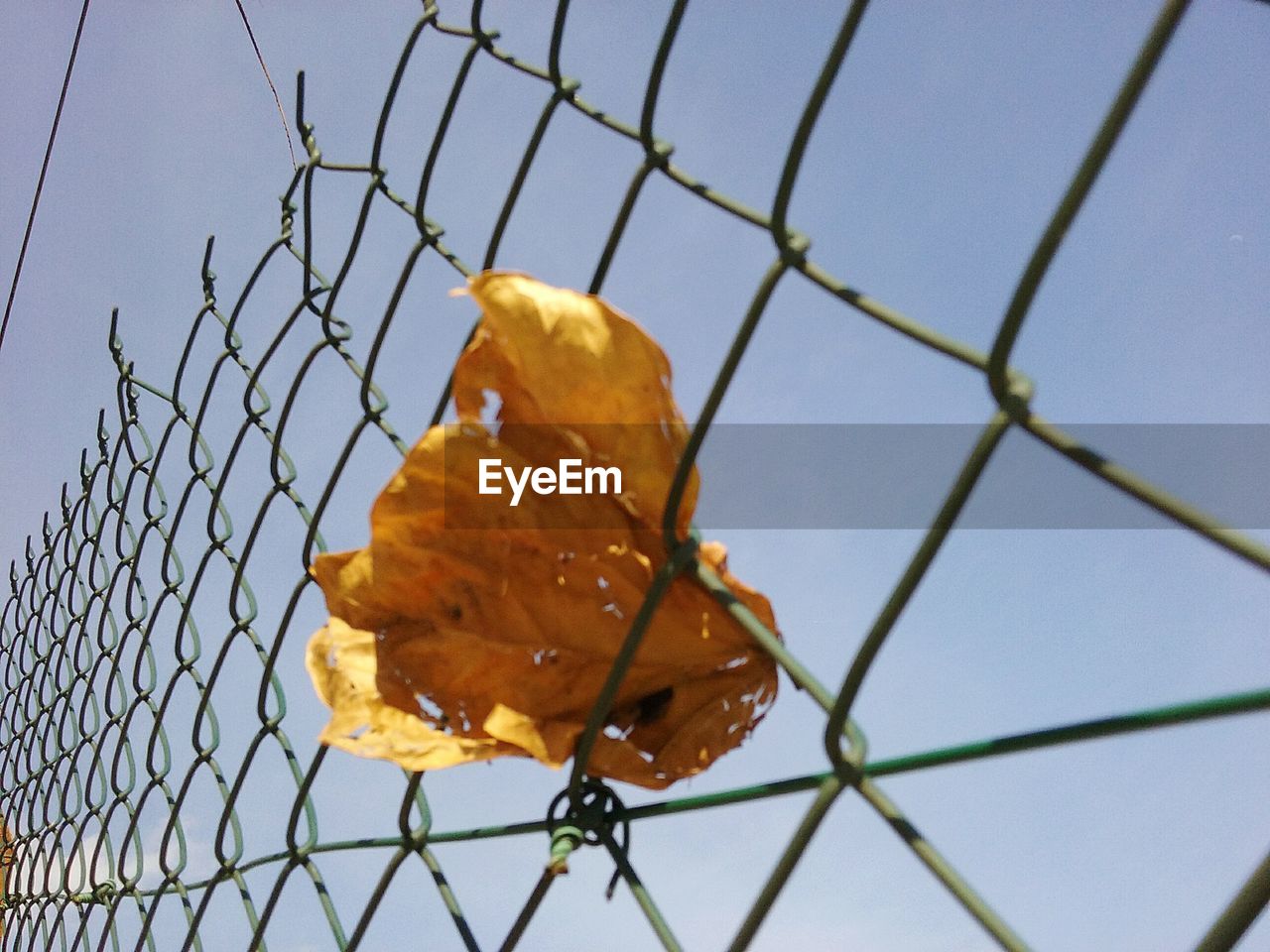 CLOSE-UP OF LEAVES ON CHAINLINK FENCE