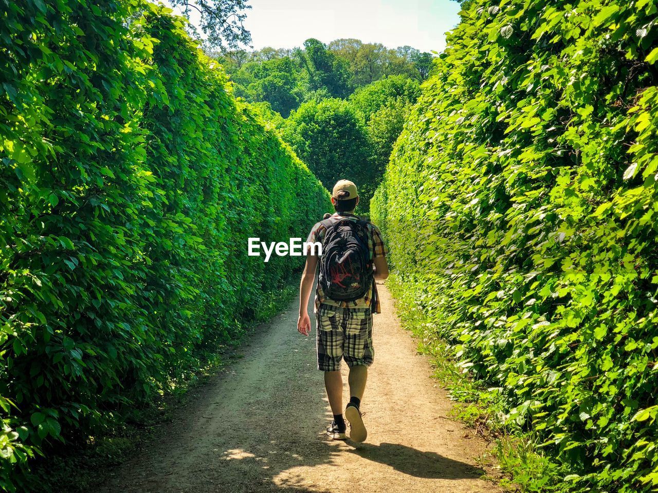 Rear view of man walking on footpath amidst plants