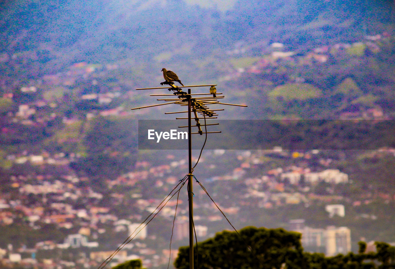 LOW ANGLE VIEW OF ANTENNA ON PLANT AGAINST SKY