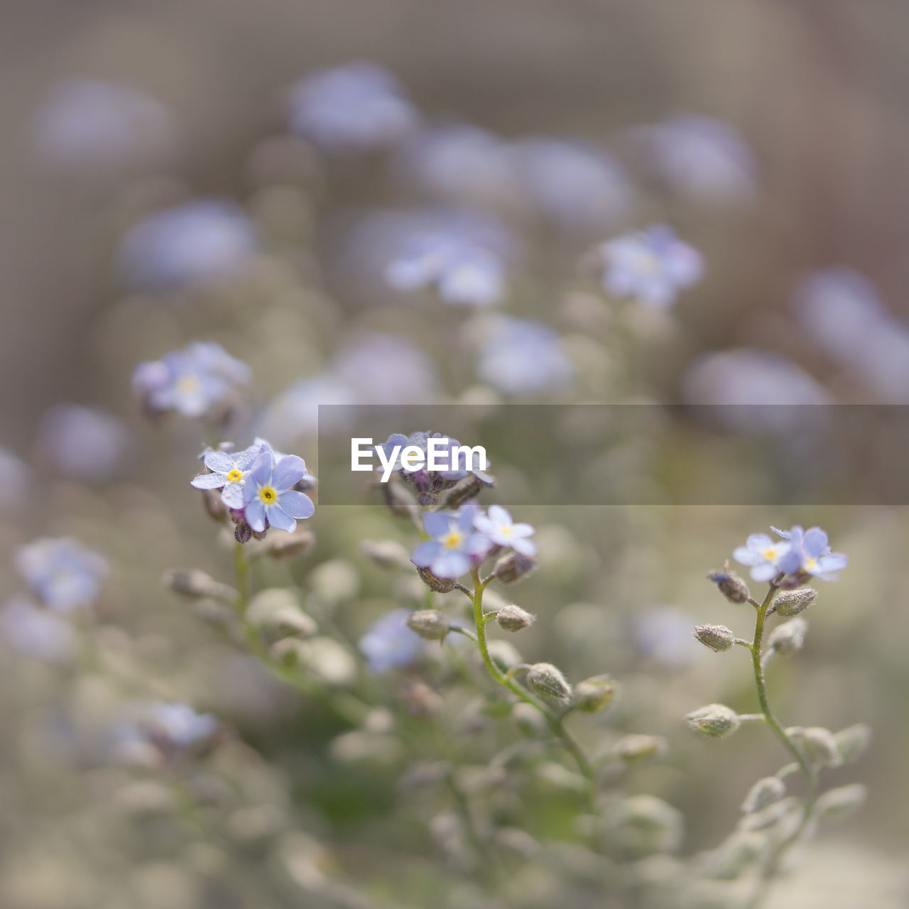 CLOSE-UP OF PURPLE FLOWERING PLANTS