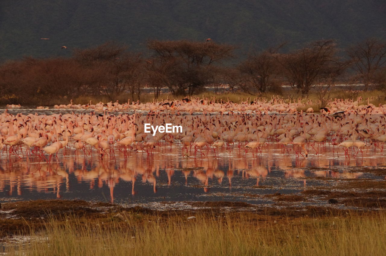 Flock of birds in river