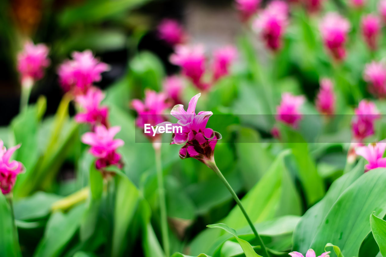 CLOSE-UP OF PINK FLOWER PLANT