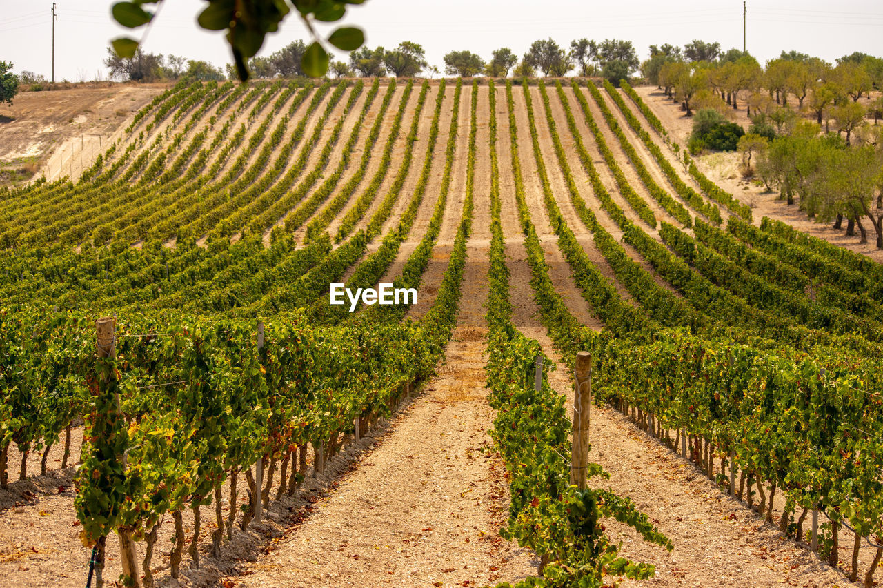 SCENIC VIEW OF VINEYARD AGAINST TREES