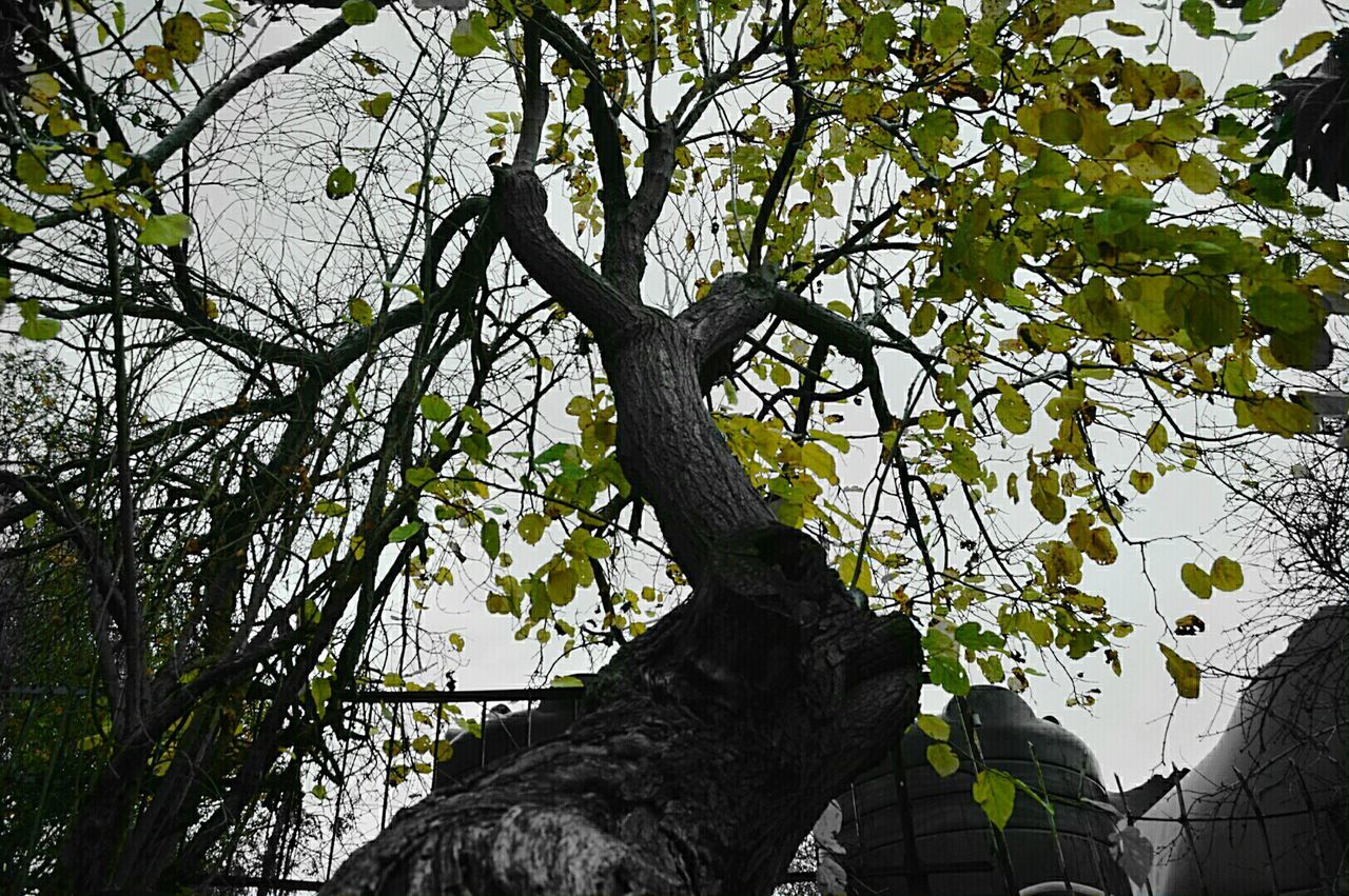 LOW ANGLE VIEW OF TREES