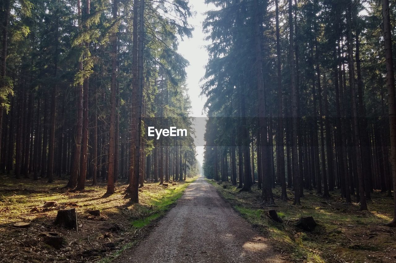 Empty road amidst trees against sky in forest