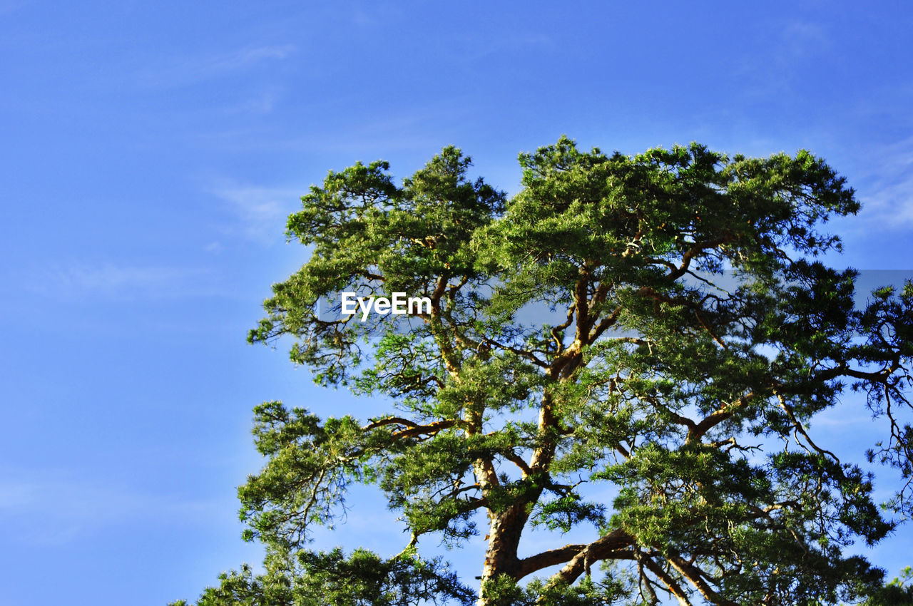 plant, tree, sky, nature, green, leaf, blue, beauty in nature, low angle view, cloud, sunlight, no people, branch, outdoors, growth, flower, environment, scenics - nature, day, plant part, tranquility