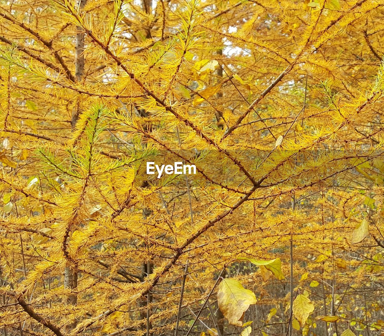 FULL FRAME SHOT OF TREE TRUNK