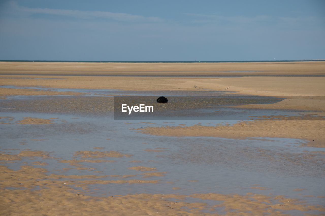 Dog laying in a pool on a sandy beach on a clear sunny day