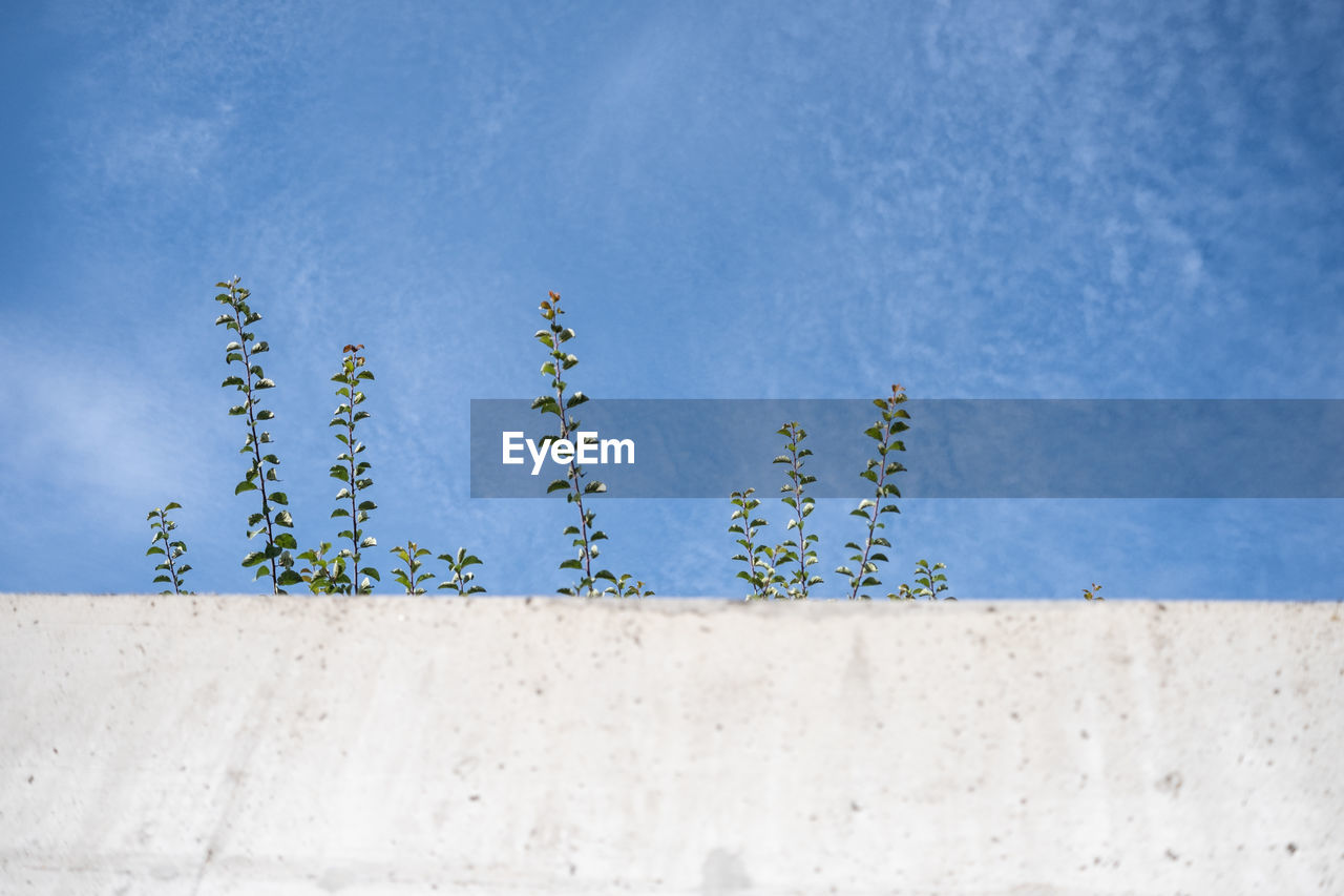 Low angle view of plant against clear blue sky and behind a white abstract concrete wall