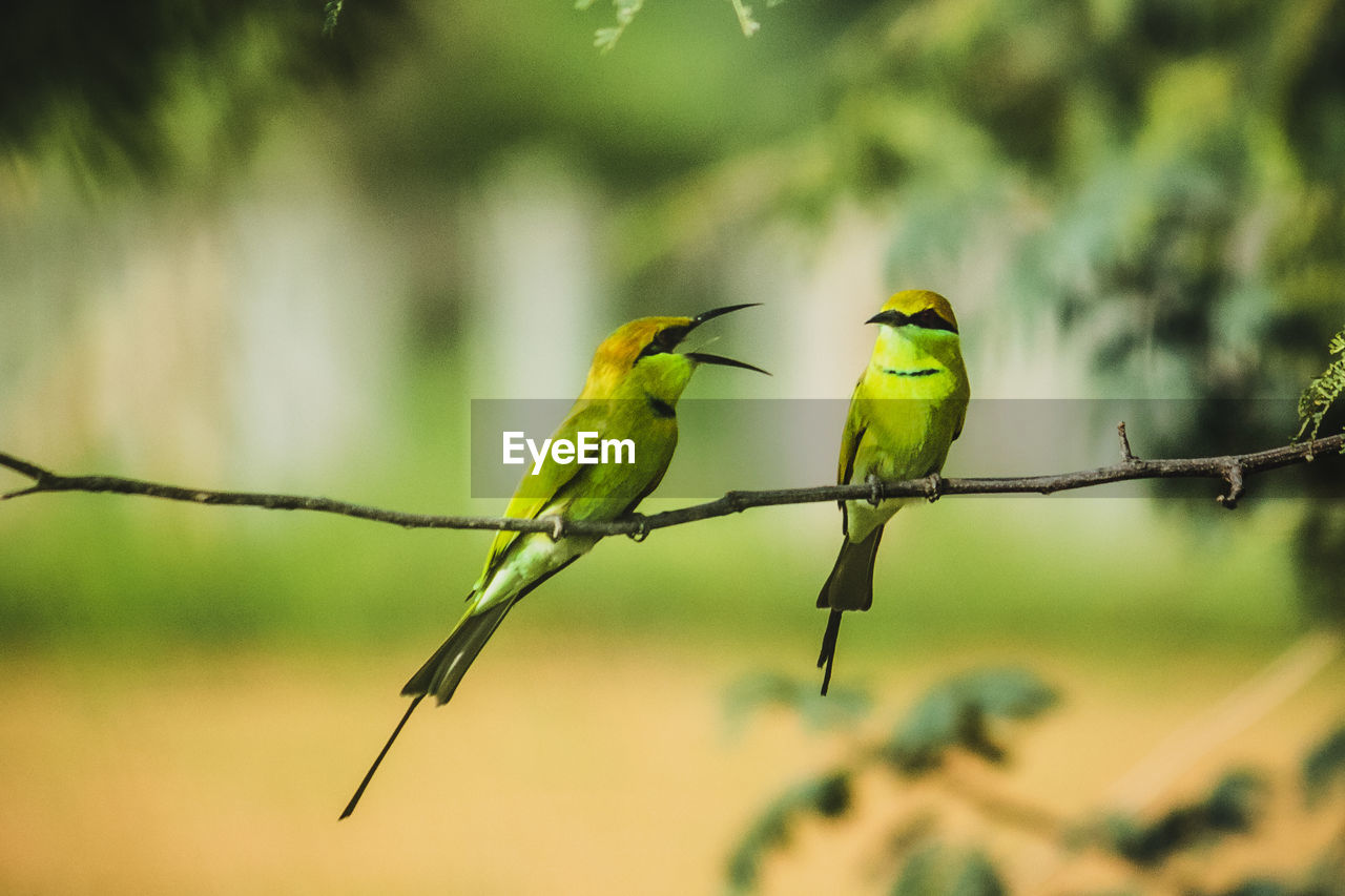 Bird perching on a branch