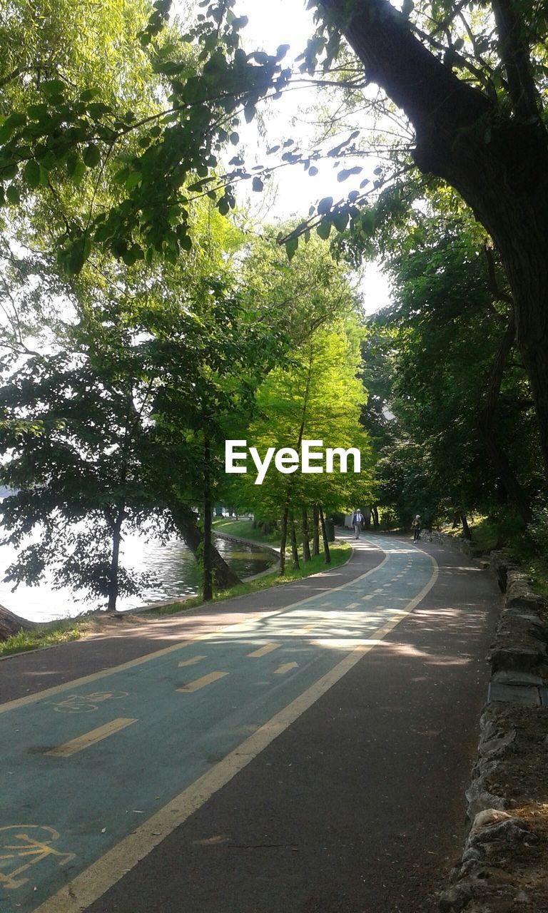 Bicycle lane amidst trees in herastrau park