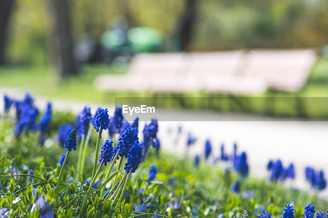 Beautiful blue flowers, grape hyacinth or bluebells, muscari flower in spring, perennial 