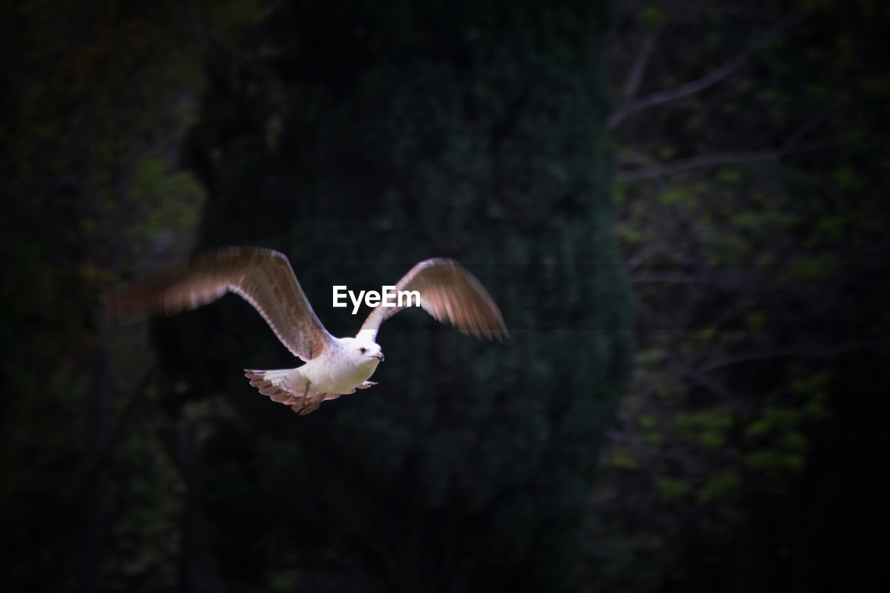 BIRD FLYING ABOVE THE FOREST