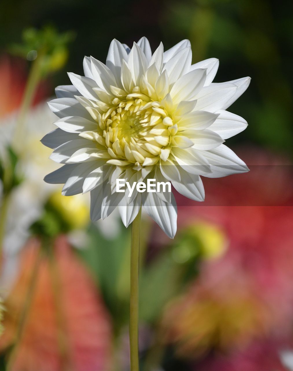 Close-up of flower blooming outdoors