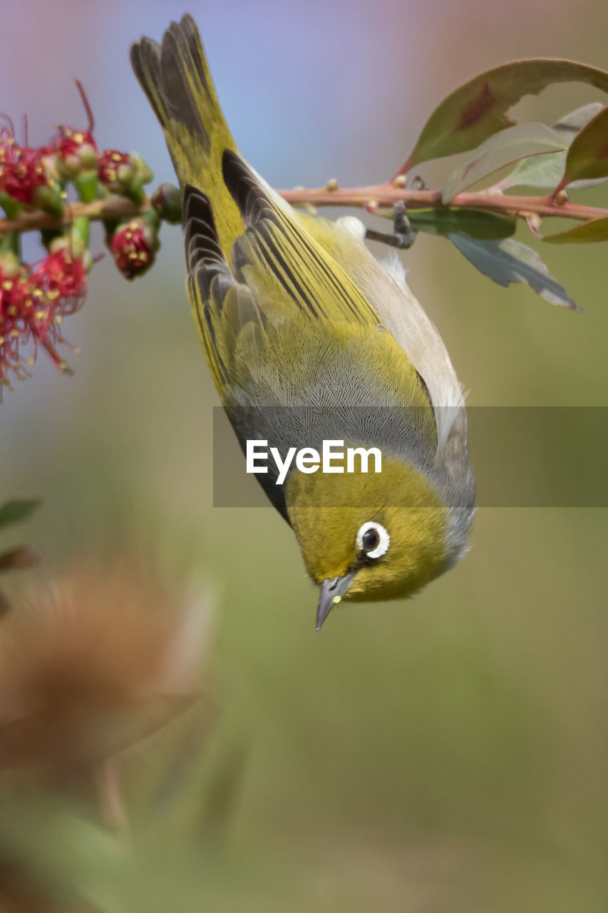 Close-up of bird perching on twig