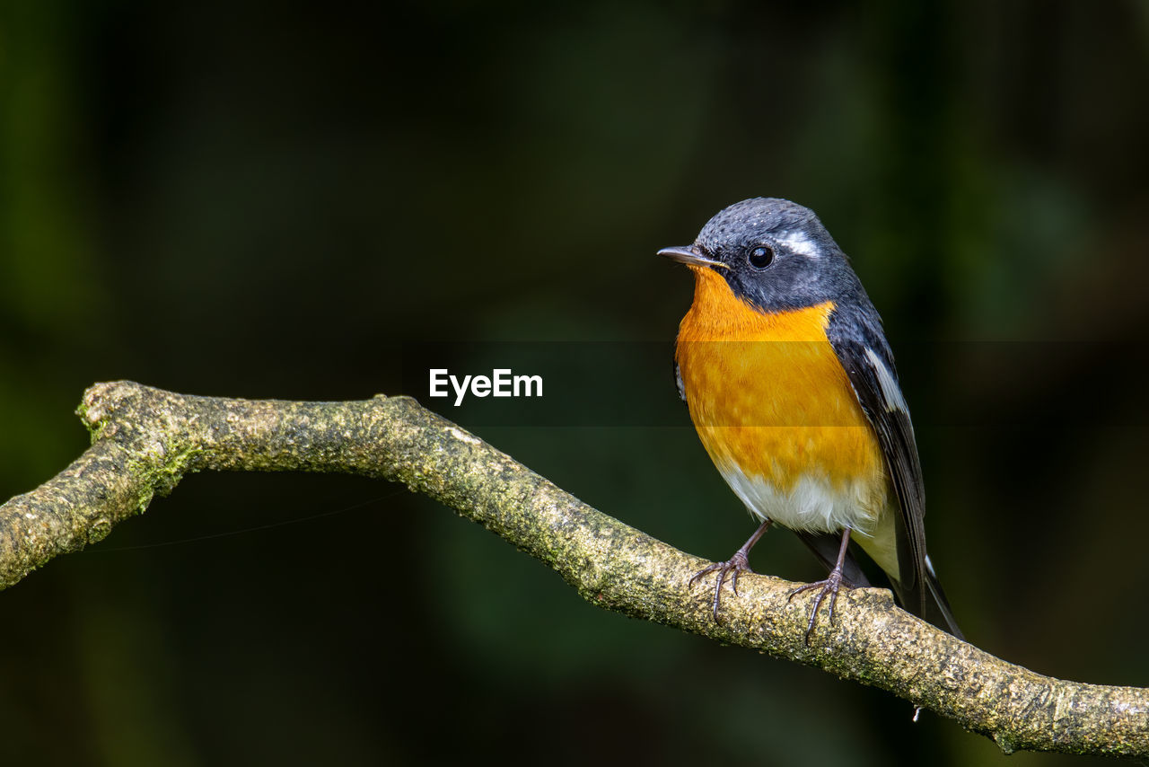 animal themes, animal, animal wildlife, bird, nature, wildlife, one animal, beak, perching, branch, yellow, close-up, tree, beauty in nature, no people, multi colored, focus on foreground, rainforest, plant, full length, outdoors, songbird, environment, forest, tropical bird, macro photography