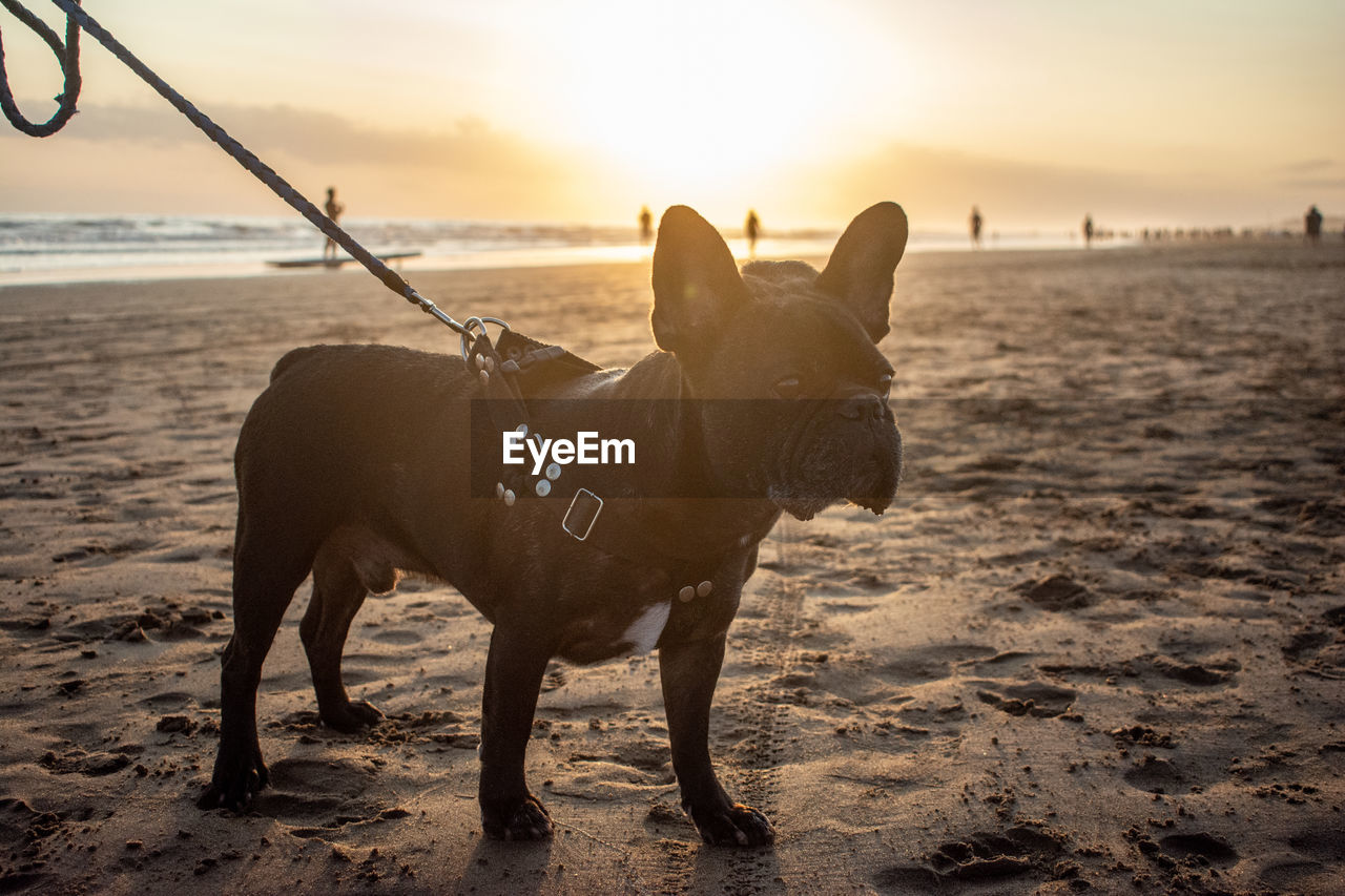 View of dog on beach