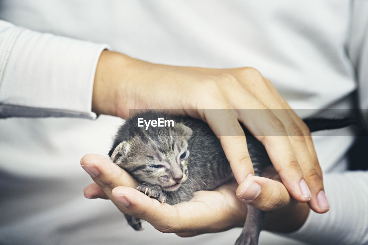 Cute little cat in human hands