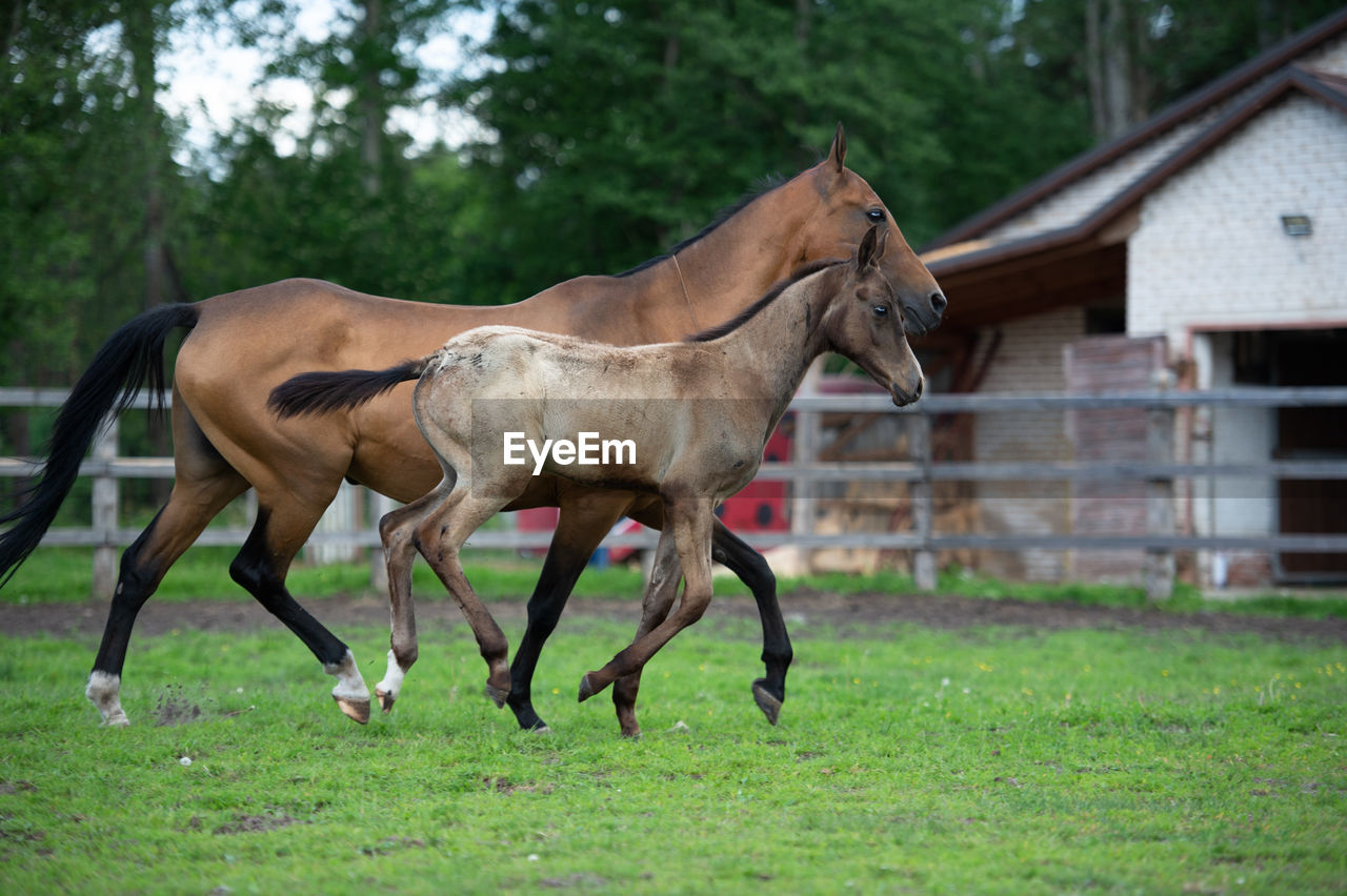 HORSE ON A FIELD