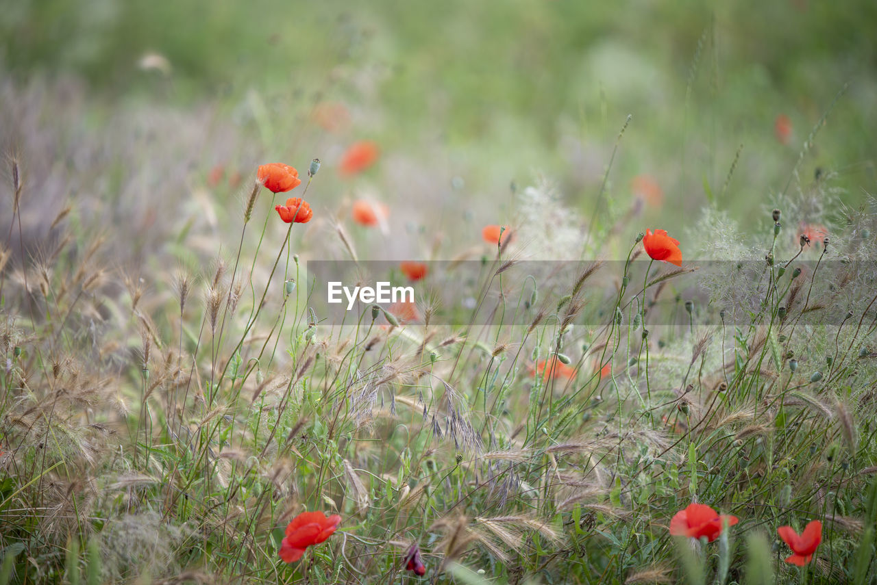 RED POPPY ON FIELD