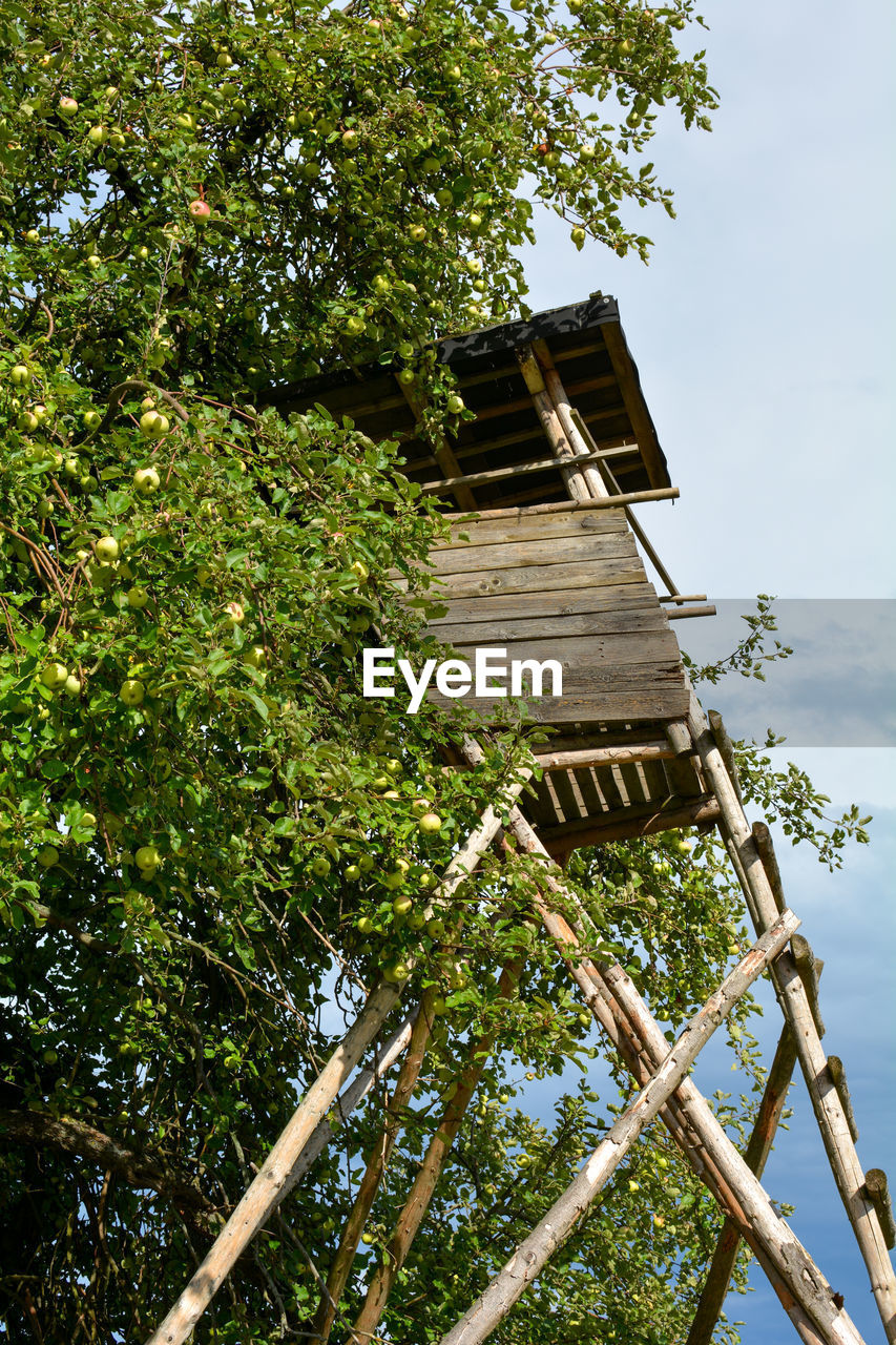 LOW ANGLE VIEW OF TREE AGAINST BUILDING