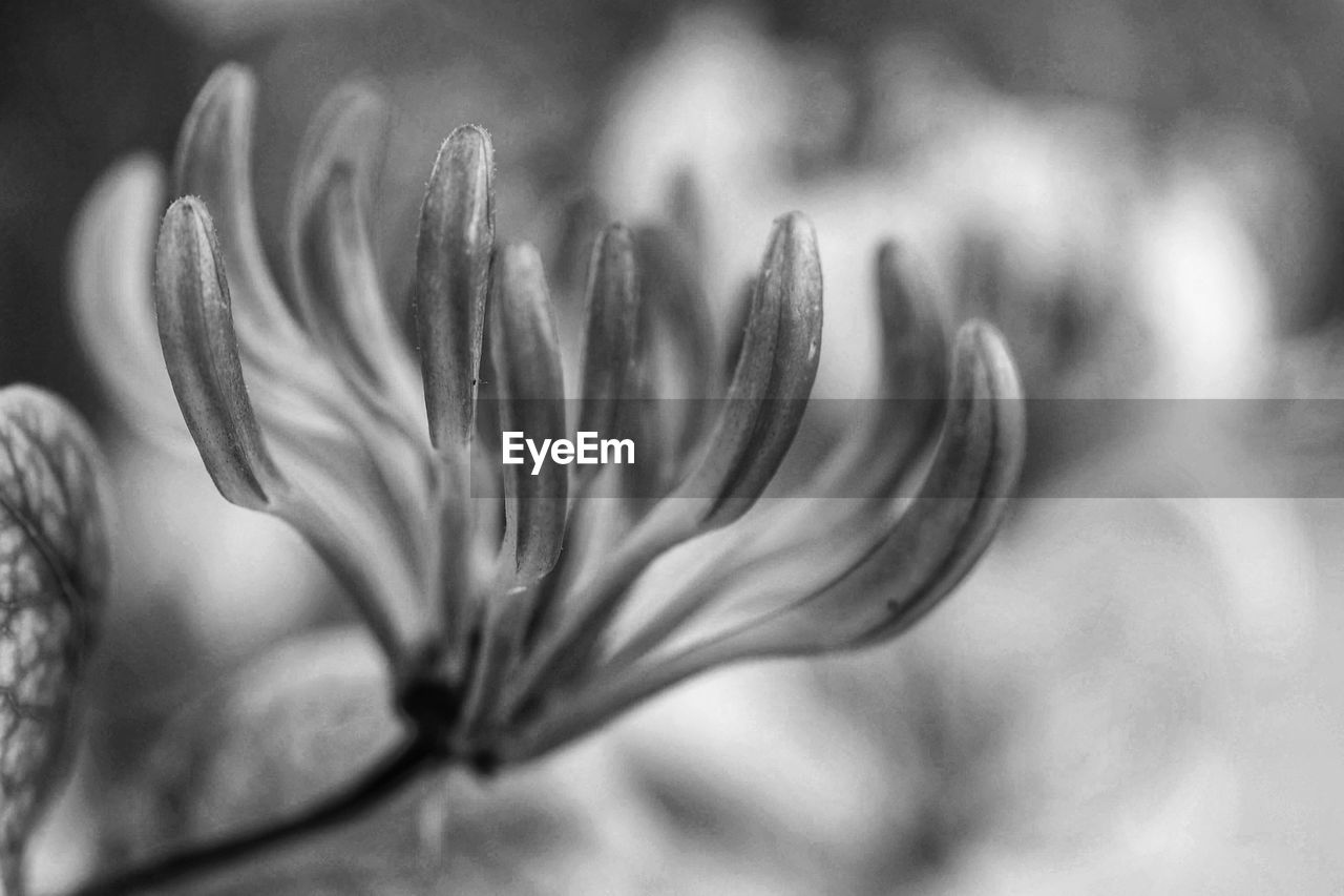 Close-up of flowering plant