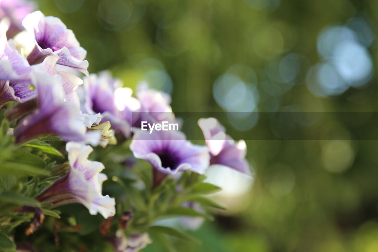 Close-up of purple flowers blooming outdoors