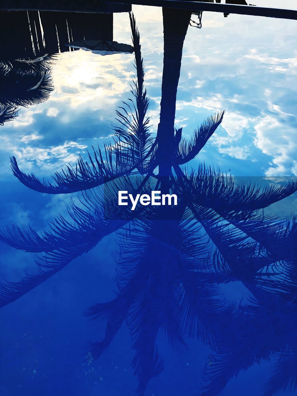 Low angle view of palm tree against sky