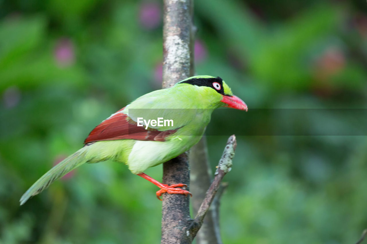 CLOSE-UP OF BIRD PERCHING ON LEAF