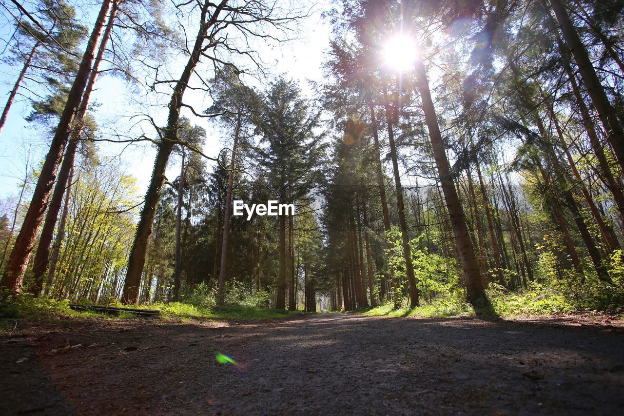 TREES GROWING IN FOREST