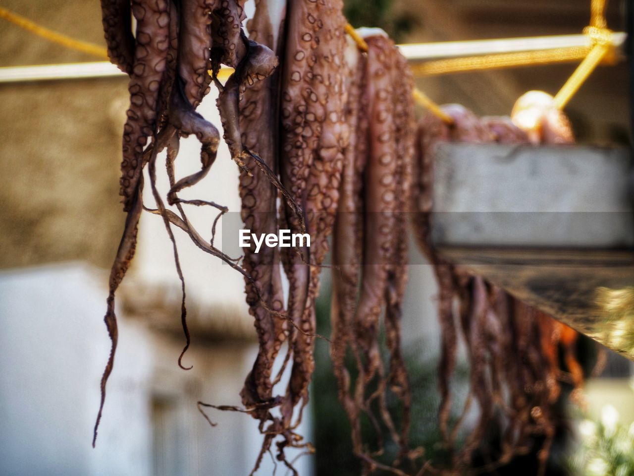 CLOSE-UP OF DRIED HANGING ON METAL