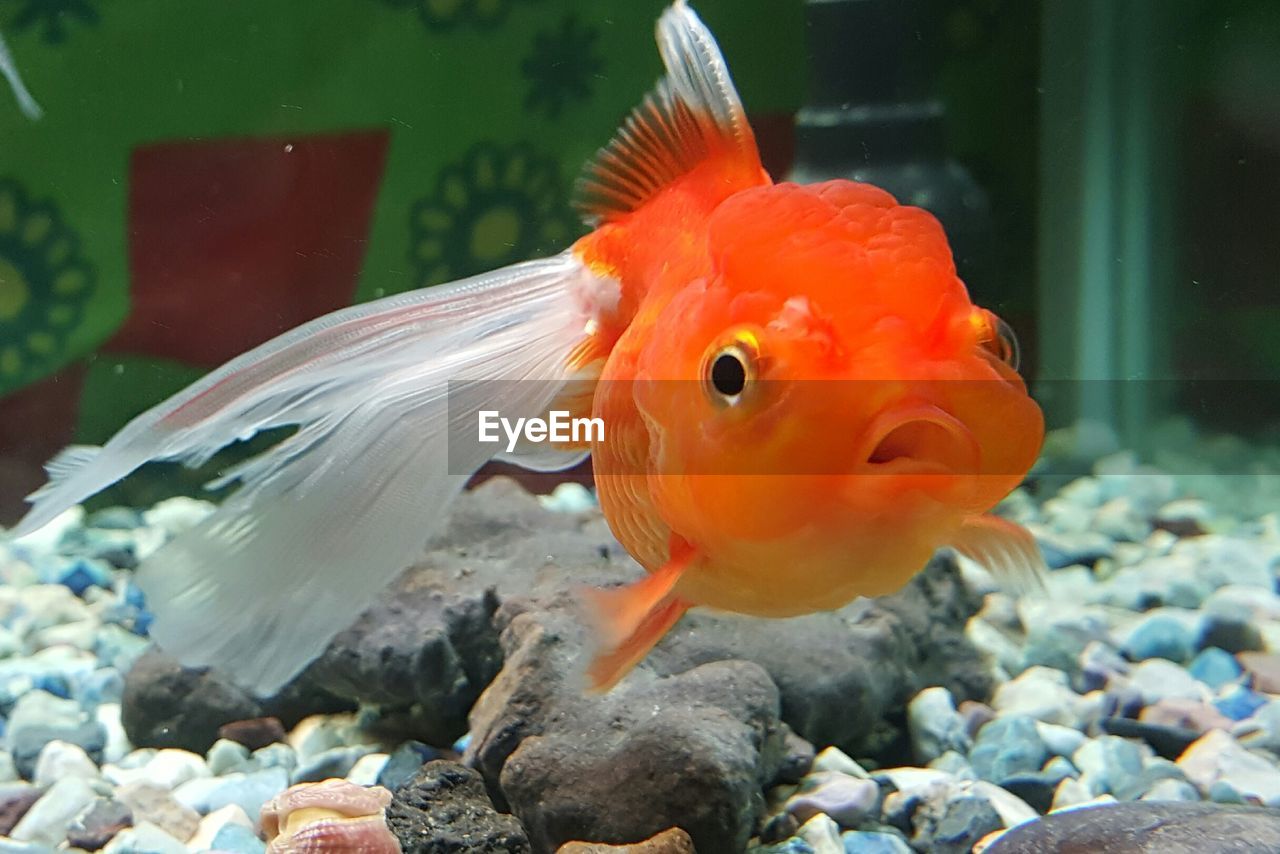 Close-up of fish swimming in aquarium