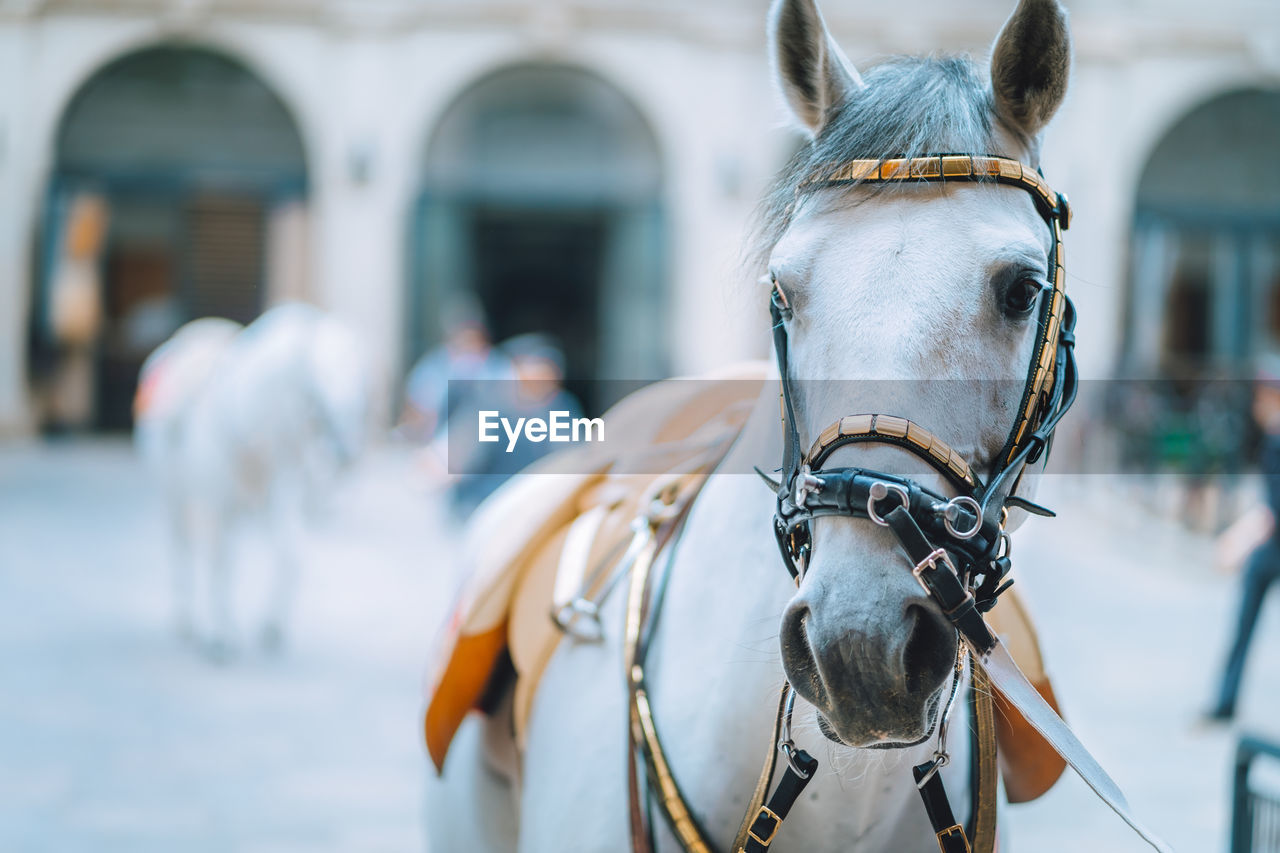 Close-up portrait of horse