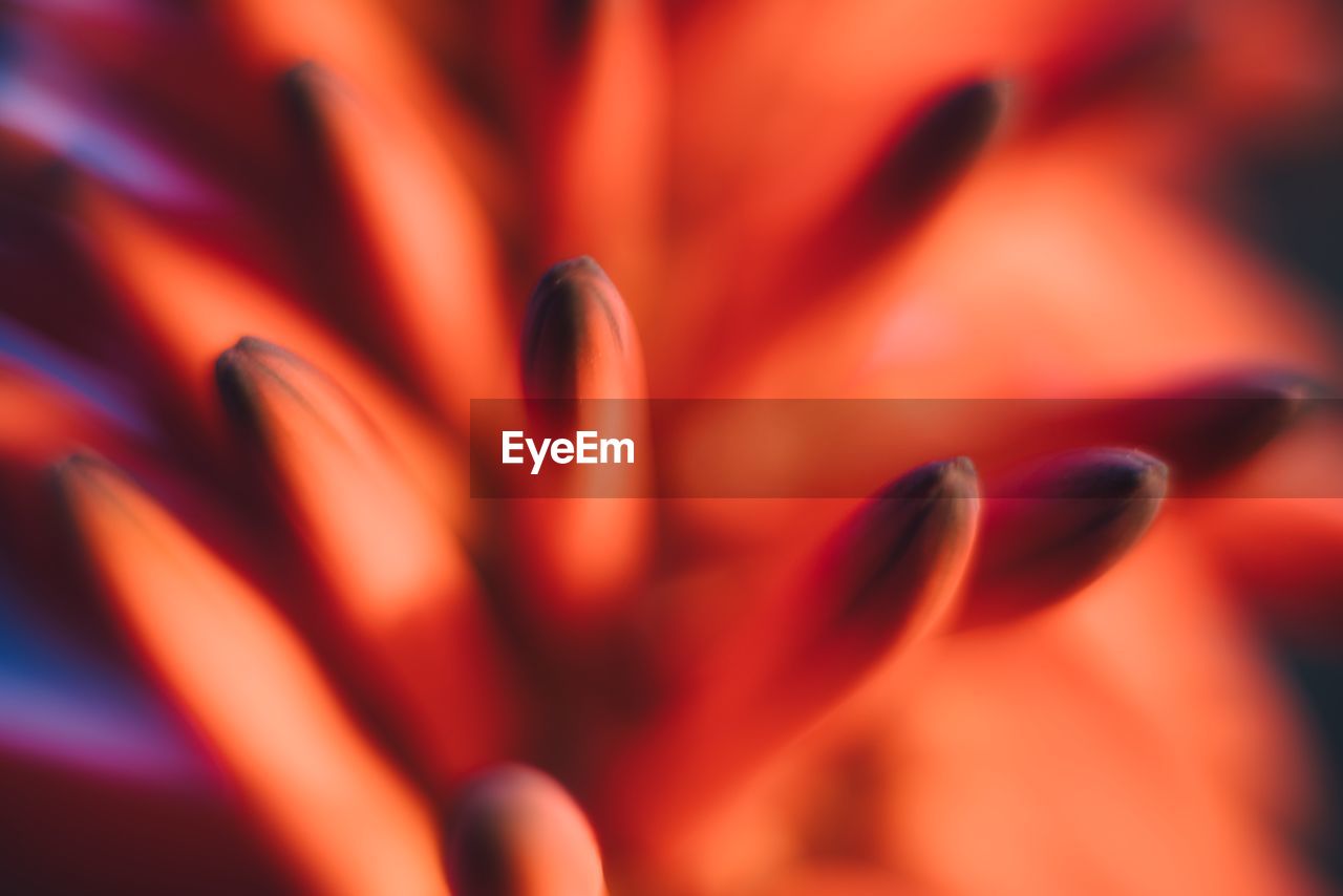 flower, close-up, flowering plant, beauty in nature, freshness, plant, petal, growth, fragility, macro, extreme close-up, orange color, red, macro photography, nature, no people, selective focus, inflorescence, flower head, vibrant color, backgrounds, abstract, full frame