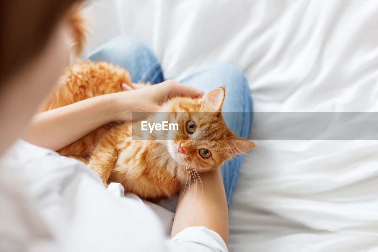 Ginger cat lies on woman's hands. fluffy pet comfortably settled to sleep. cozy morning at home. 