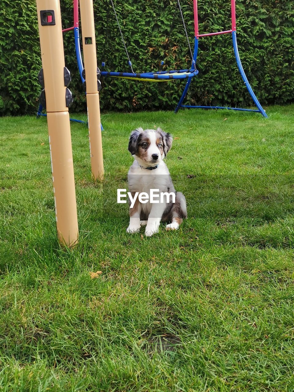 PORTRAIT OF DOG ON FIELD BY LAND