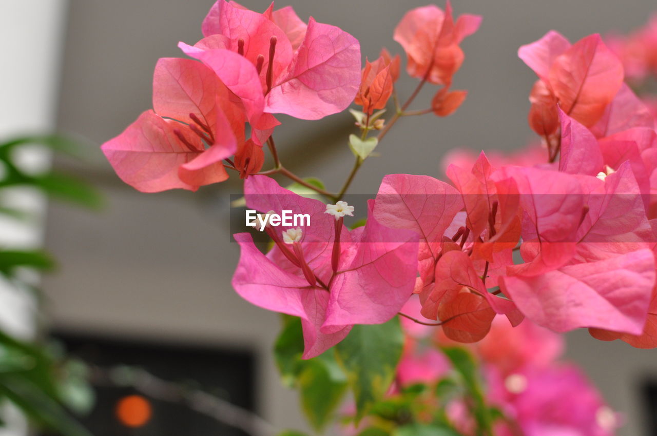 CLOSE-UP OF PINK BOUGAINVILLEA FLOWERS