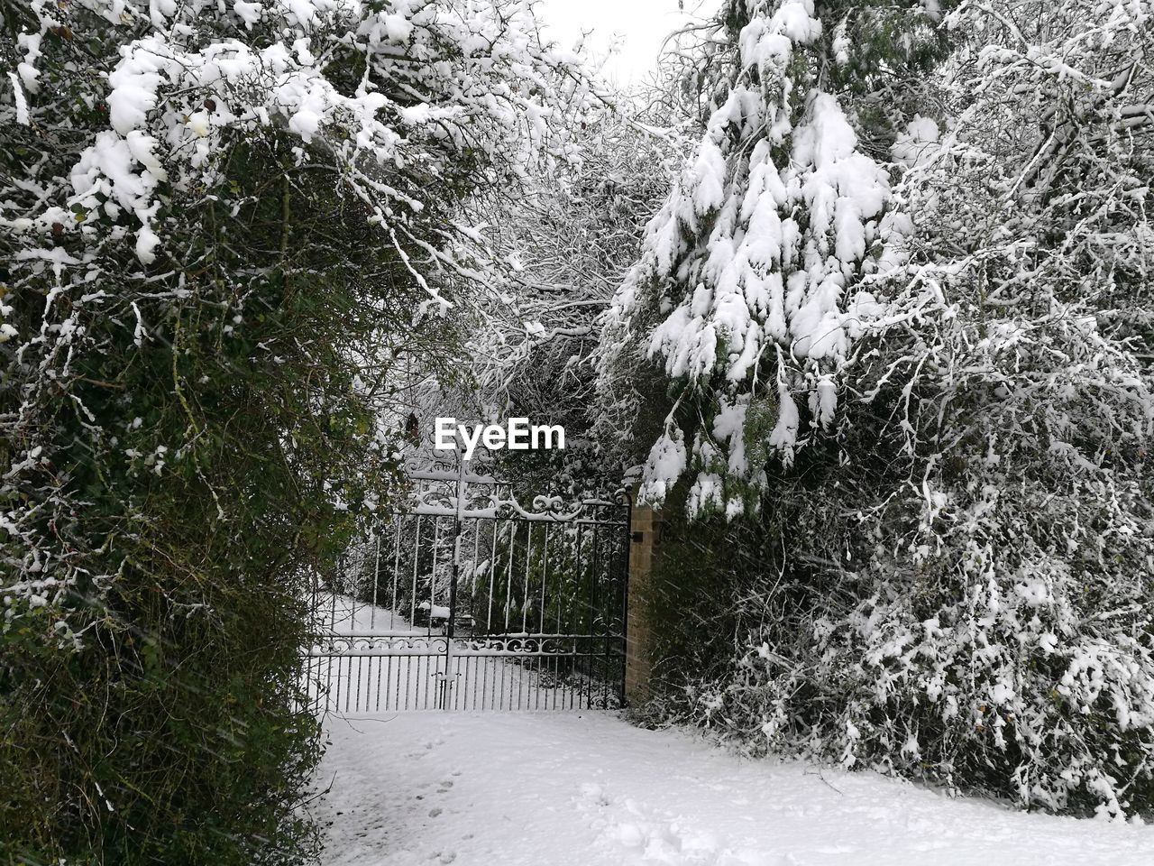 SNOW COVERED TREES IN PARK