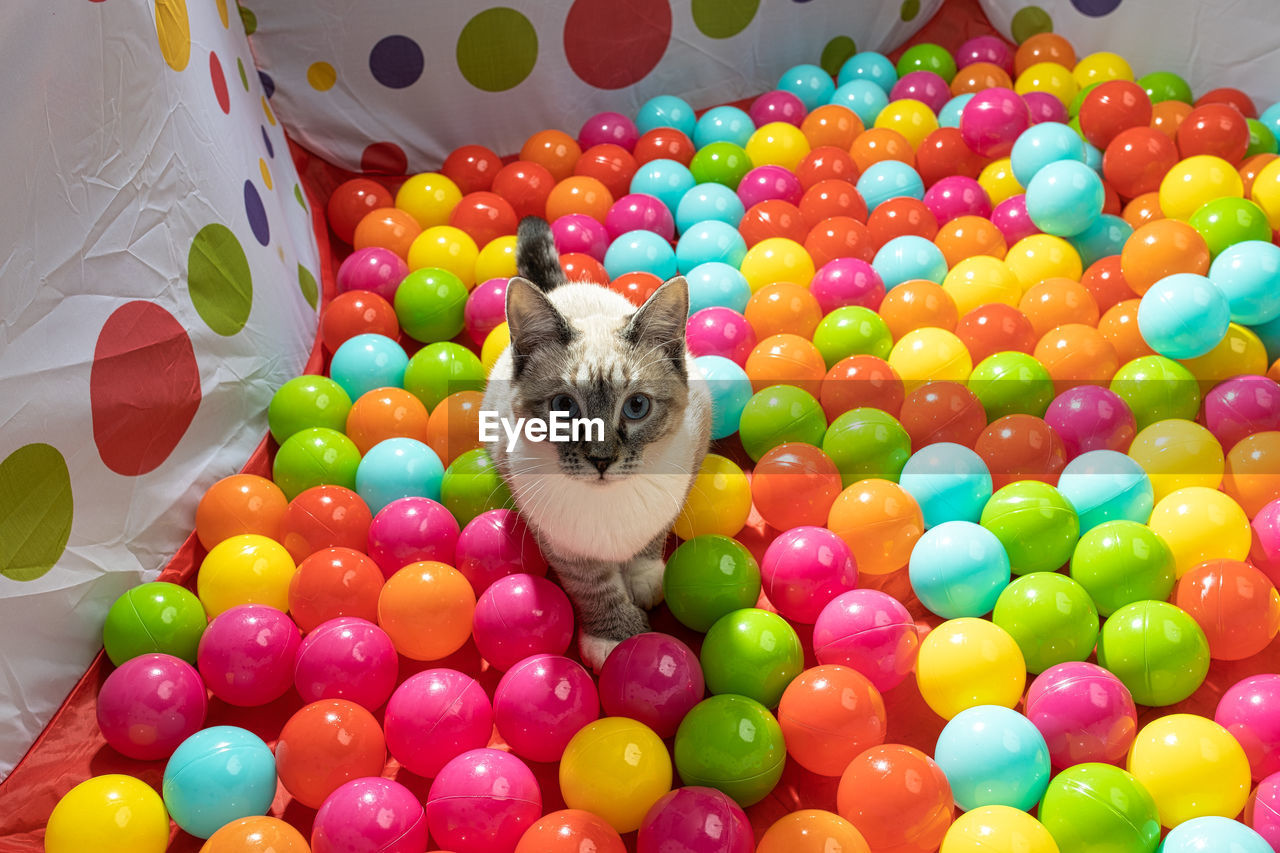 Full frame shot of multi colored balls and a siamese kitten with blue eyes staring into the camera. 