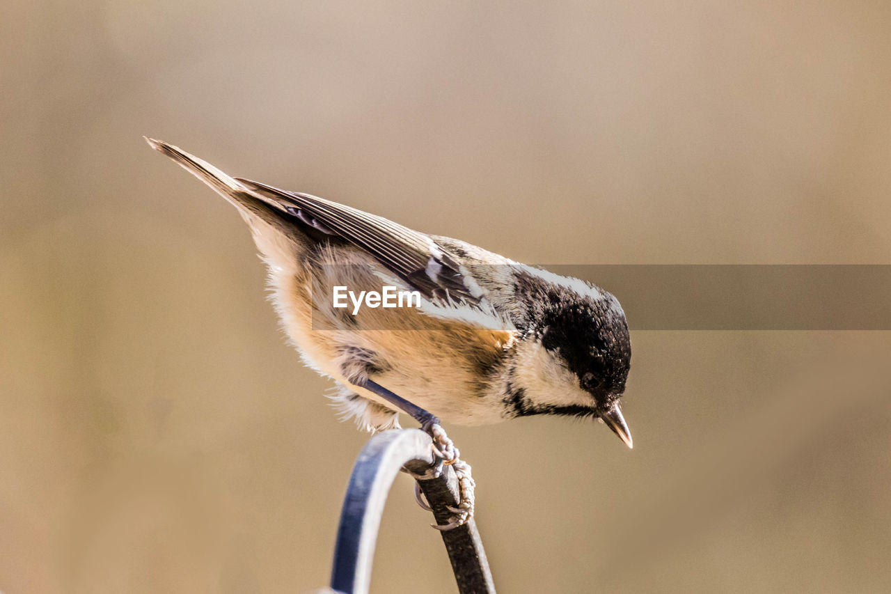 CLOSE-UP SIDE VIEW OF A BIRD