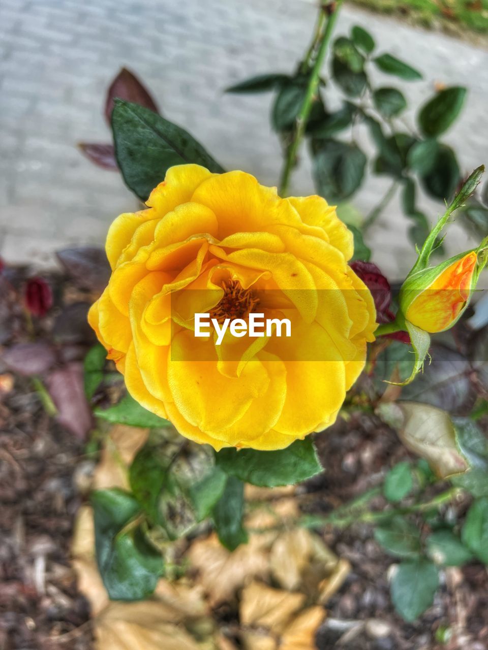 yellow, flowering plant, flower, plant, beauty in nature, freshness, flower head, petal, nature, close-up, inflorescence, fragility, rose, growth, leaf, plant part, no people, focus on foreground, outdoors, high angle view, day, springtime, blossom