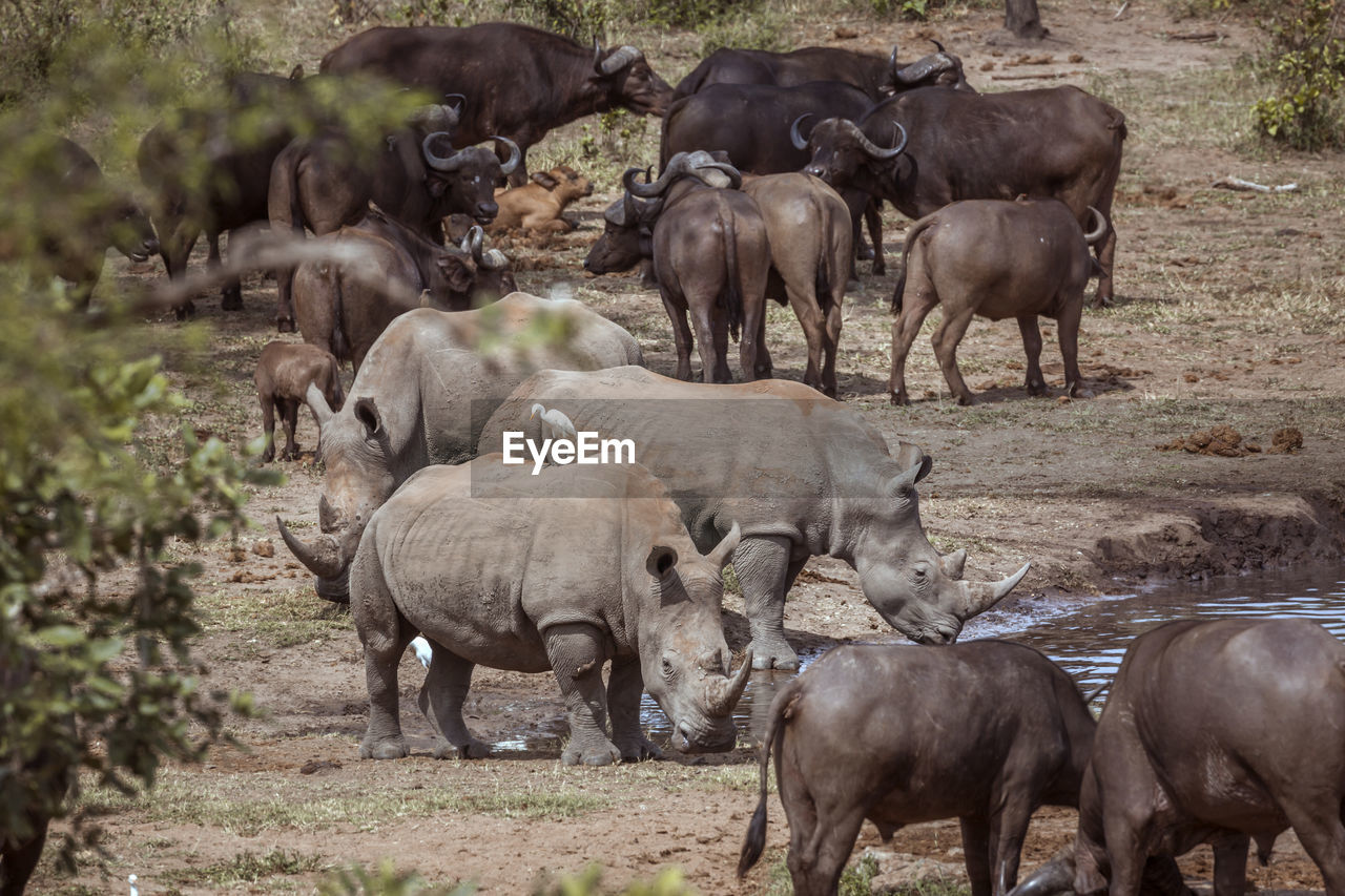 HERD OF SHEEP IN A FIELD