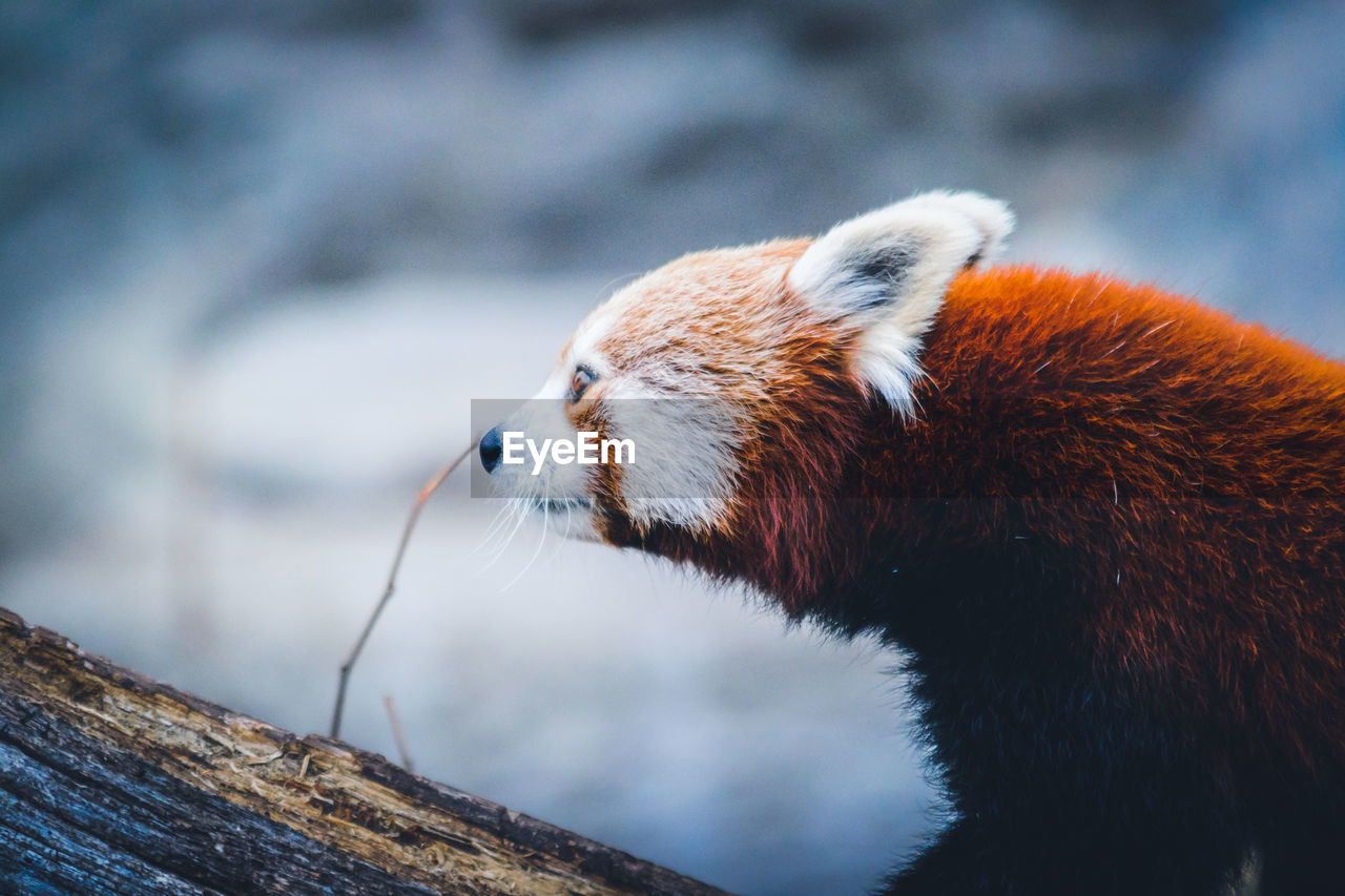 Close-up of red panda on tree trunk