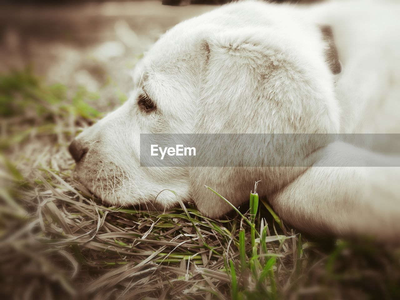 CLOSE-UP OF A DOG RESTING