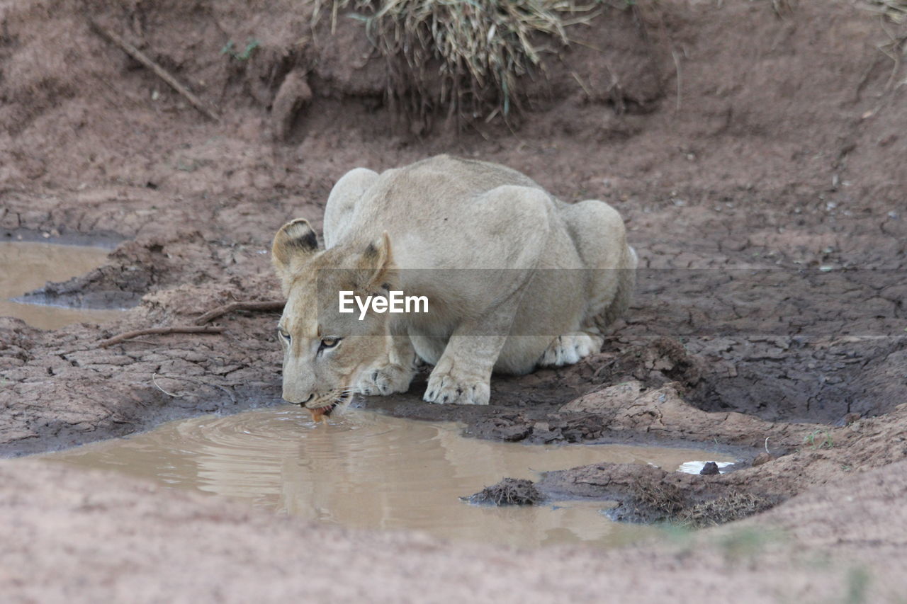 Lion drinking water in a puddle
