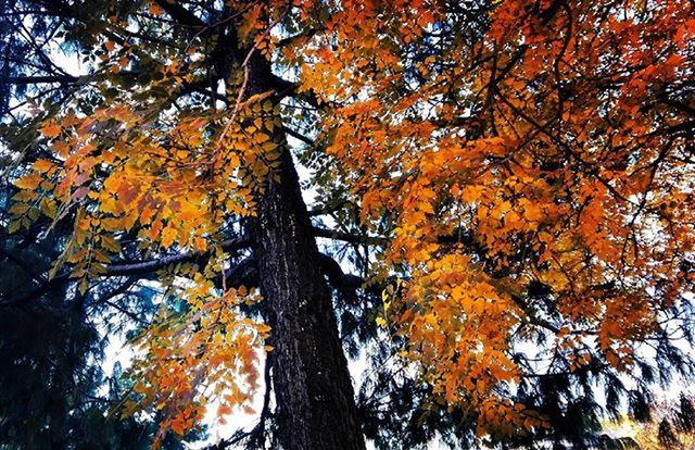 LOW ANGLE VIEW OF TREES