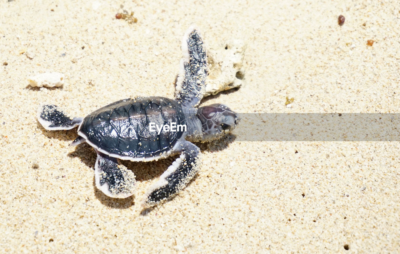 animal, animal wildlife, animal themes, land, sand, wildlife, sea turtle, turtle, beach, reptile, one animal, nature, high angle view, no people, day, shell, sea, outdoors, animal shell, sunlight, close-up, sea life