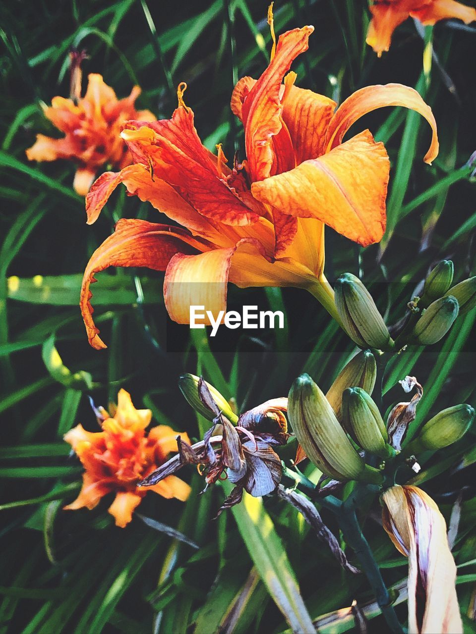 CLOSE-UP OF ORANGE LILY FLOWERS