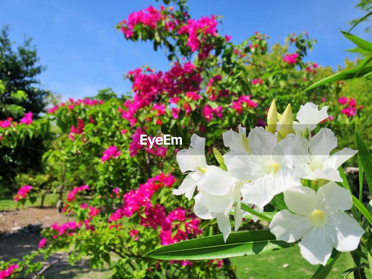 CLOSE-UP OF WHITE PINK FLOWERS BLOOMING OUTDOORS